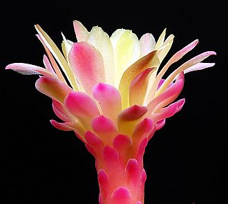 Cactus Flower