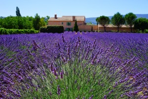 lavender-1595478_1280